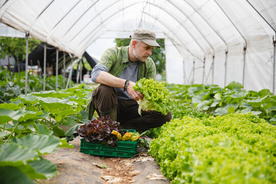 Farmer collecting a box of salad, organic agriculture