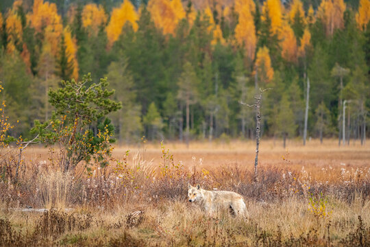 Wolves in the finish Ta&icirc;ga