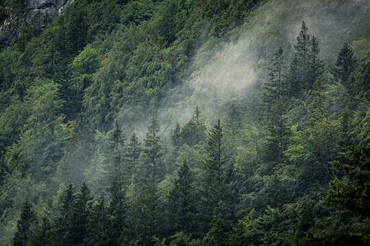 Fog rising above forest