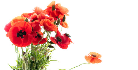 Flowers red poppies or corn poppy, corn rose, field poppy on a white background