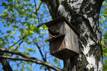Starling in a birdhouse in spring on a birch