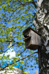Starling in a birdhouse in spring on a birch