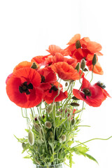 Flowers red poppies or corn poppy, corn rose, field poppy on a white background