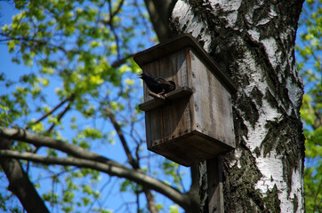 Starling in a birdhouse in spring on a birch