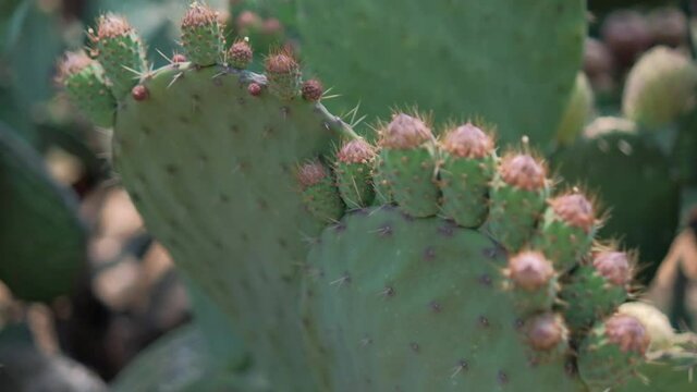 Bright sunlight on Mexican nopal plant with blurry background.