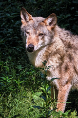 Ein Europäischer Wolf ( Canis lupus ).