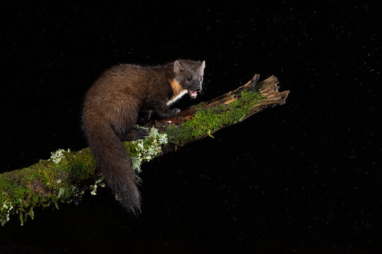 Pine marten (Martes martes) on moss covered branch at night