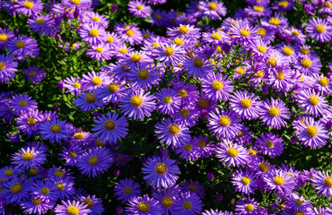 Beautiful shot of New England aster flowers in a garden - obrazy, fototapety, plakaty