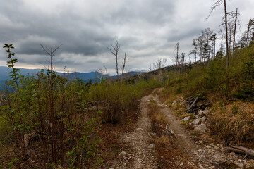 Taiga in the Primorsky region. An old timber road among the destroyed taiga. Old logging site. Dry trees stand on the side of the mountain. - Powered by Adobe