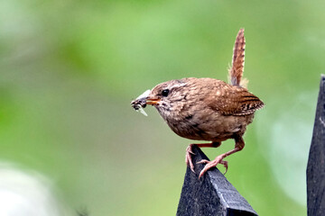 Zaunkönig ( Troglodytes troglodytes ).