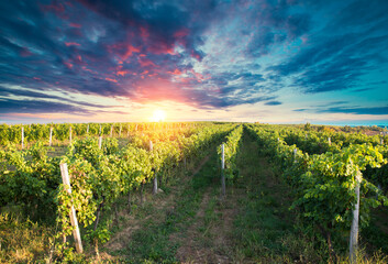 Naklejka premium vineyard with ripe grapes in countryside at sunset