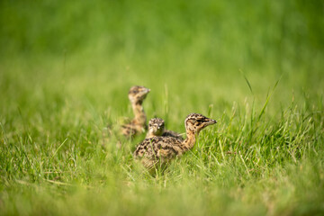Young big bustard on green field
