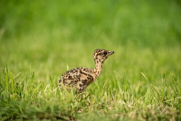 Obraz premium Young big bustard on green field