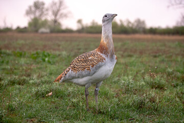 Big bustard on green field