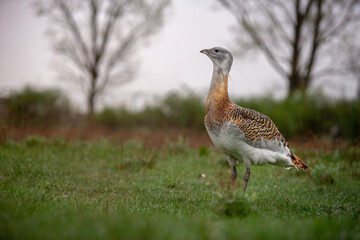 Big bustard on green field