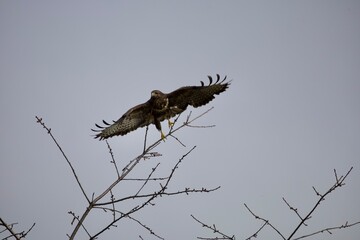 Mäusebussard.