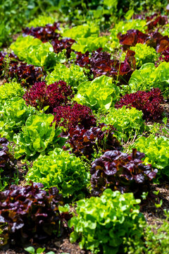 Germany, Green and purple lettuce growing in vegetable garden