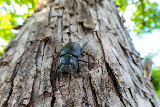 Close-up of stag beetle on tree