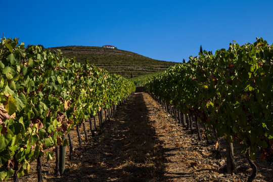 Vineyard in summer