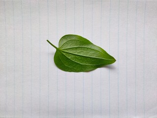 Leaf on paper
