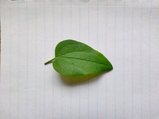 Leaf on paper