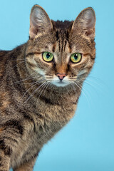 Obraz premium Close up portrait of short hair cat with green eyes looking right to the camera curiously. Tabby color, emotional face expression. Blue background, copy space.