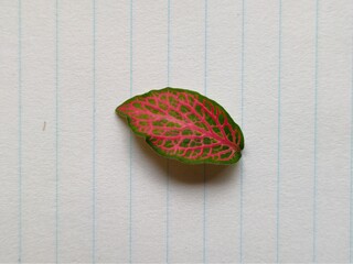 Leaf on paper