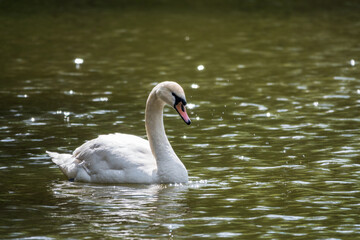 A graceful white swan swimming on a lake with dark green water. The white swan is reflected in the water