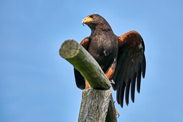 Ein Wüstenbussard ( Parabuteo unicinctus ).