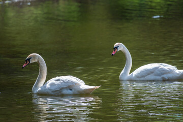 Two graceful white swans swim in the dark water.
