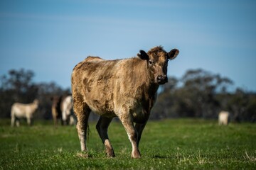 Speckled park, Murray grey, Angus cows and calf grazing on lush pasture. while they enjoy the sun...
