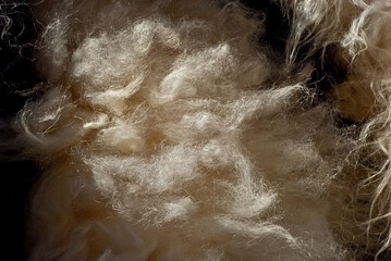 Sheep wool fabric texture. White wool close up.