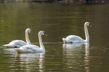 Graceful white Swans swimming in the lake, swans in the wild