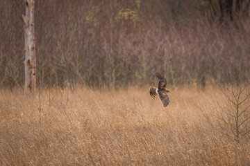 Northern harrier hunting in flight. Nisqually wildlife refuge, Washington, USA