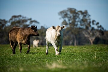 Speckled park, Murray grey, Angus cows and calf grazing on lush pasture. while they enjoy the sun...