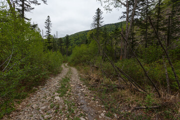 Forest Road. Bad forest road in the Russian taiga. An old timber road in the taiga.