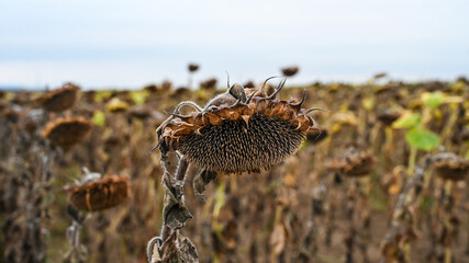 Drought sunflower field. Dry climate destroyed crops and harvest. Withered sunflowers on the field at summer. Close up of dried ripe sunflowers. climate change and global warming. 