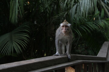 Monkey in Bali forest.