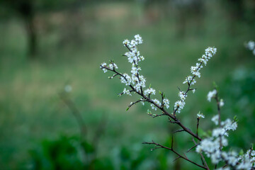 Peaceful green field in Hungary