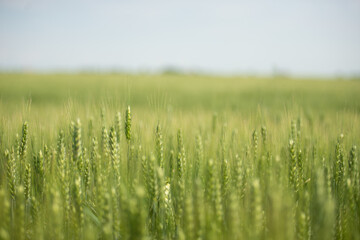 Peaceful green field in Hungary
