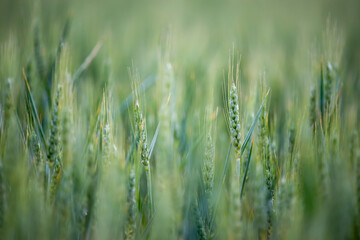 Peaceful green field in Hungary