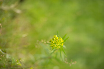 flowers on grass