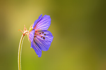 purple cranesbill flowers in a meadow