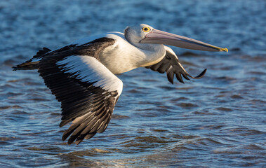 Fototapeta na wymiar Pelican in-flight, Swan River, Perth Western Australia.
