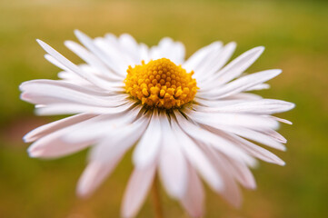 Fototapeta premium cream white daisy bloom in the morning light