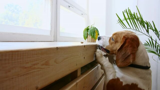 Dog Beagle stand up on hind legs and to reach food. High quality 4k footage