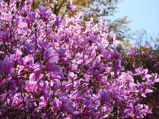 煌めくコバノミツバツツジの花