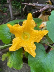 yellow maple leaf