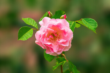 cream pink rose blossom in the morning light