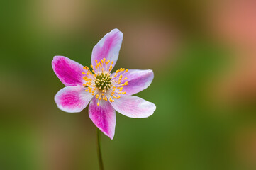 delicate purple wood anemone flowers in a forest